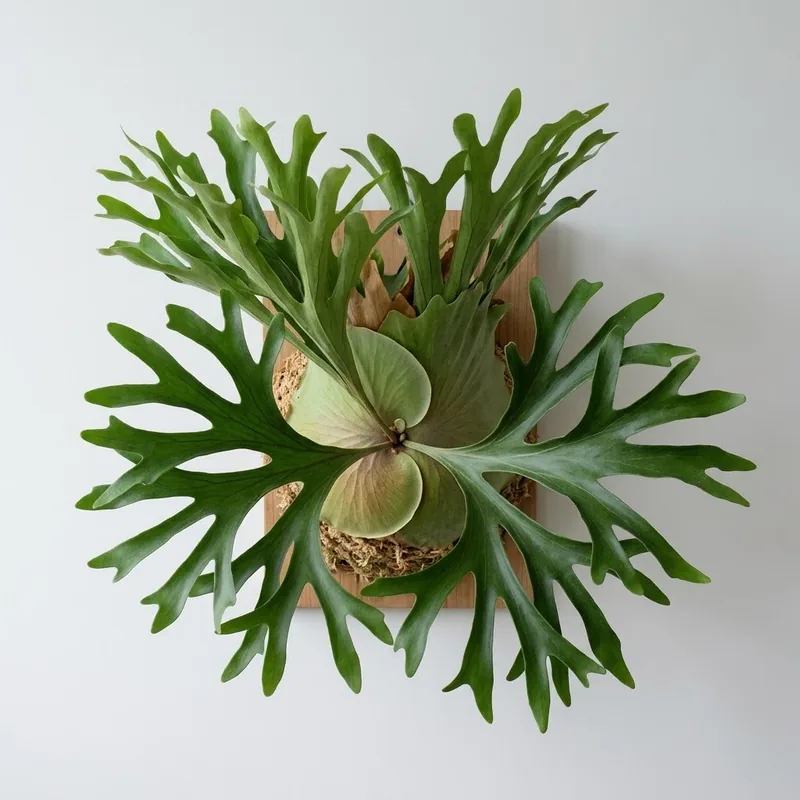 ジンクス